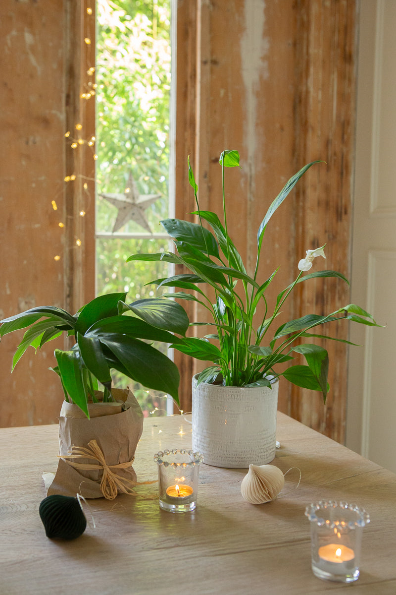 The Best Houseplants to Gift this Christmas