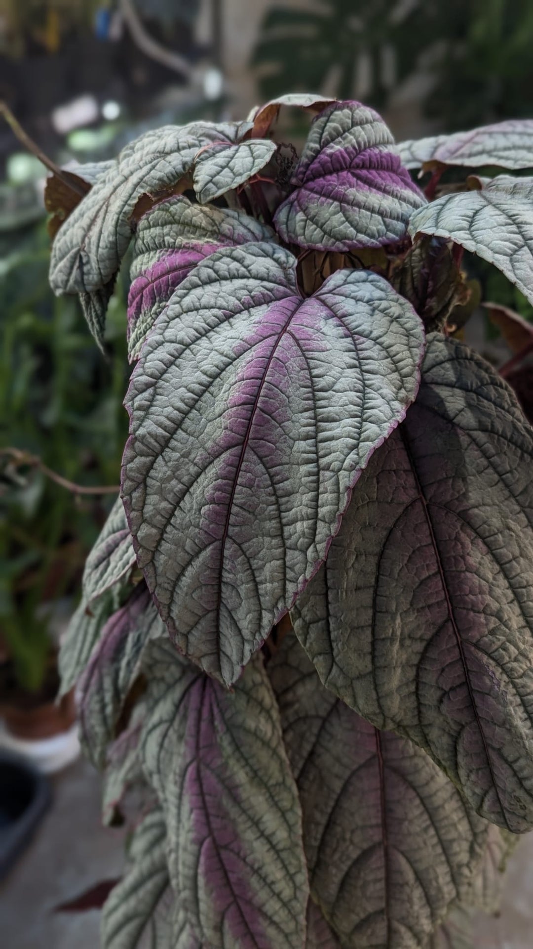 Cissus Care Guide