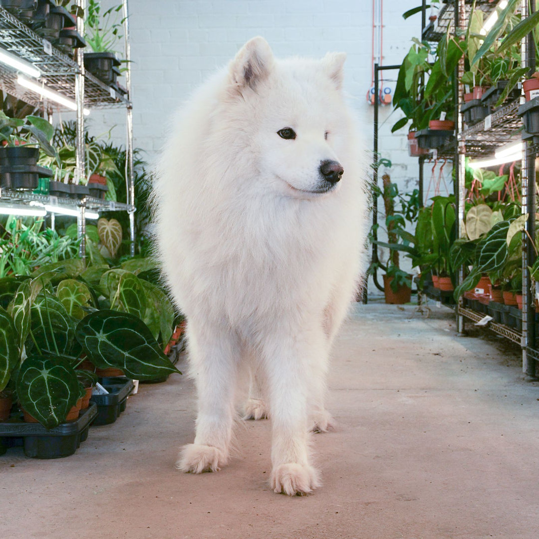 Celebrating National Pet Month With Our Houseplant Community