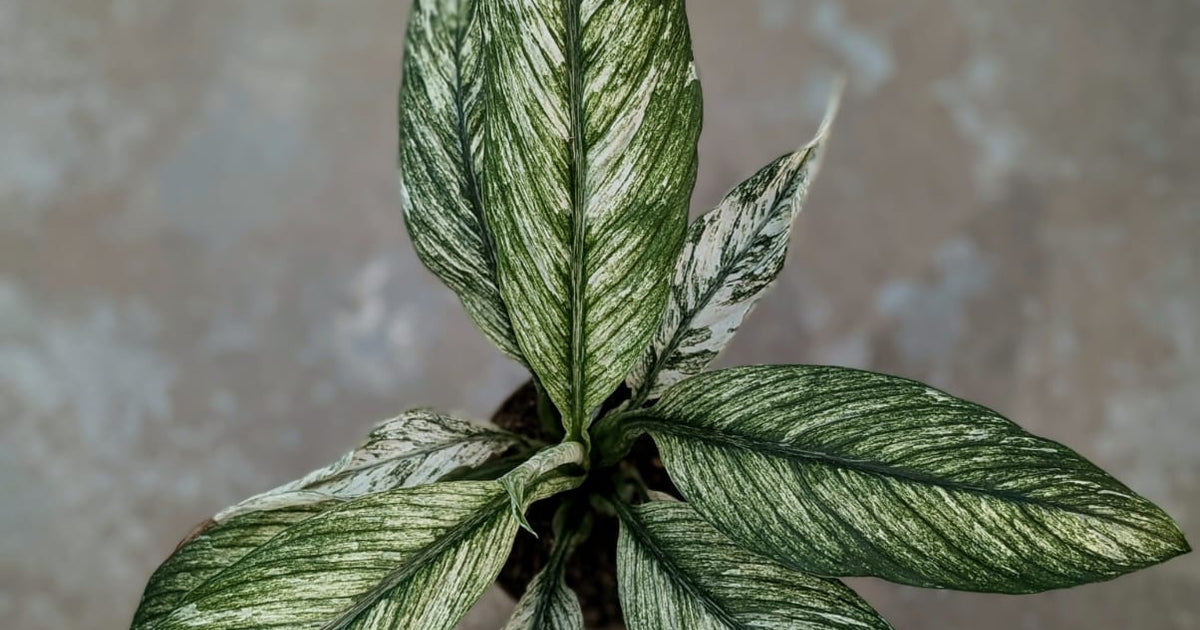Spathiphyllum Care Guide