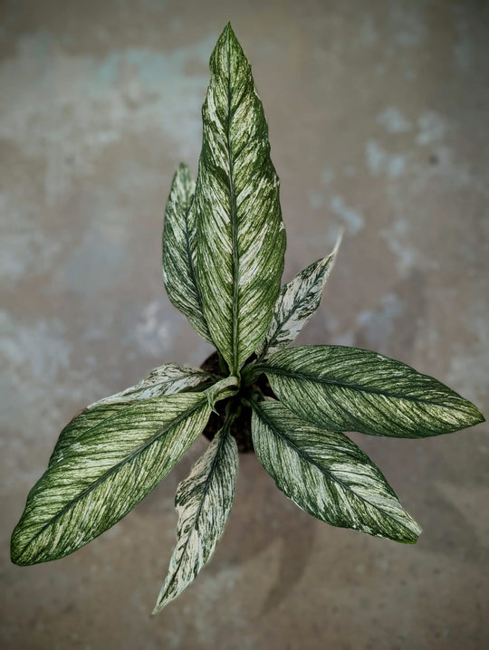 Spathiphyllum Care Guide