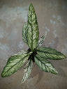 Spathiphyllum Care Guide