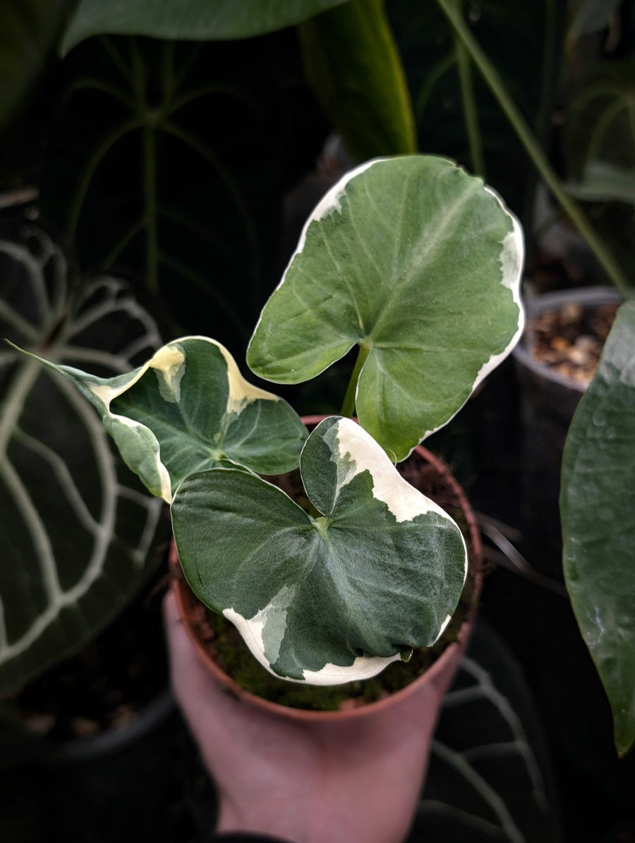 Xanthosoma Care Guide