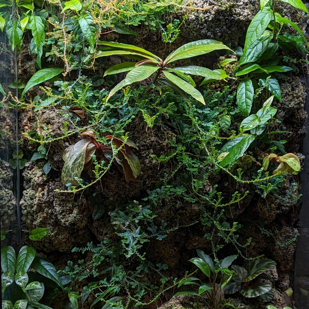 What Plants are Best for my Terrarium?