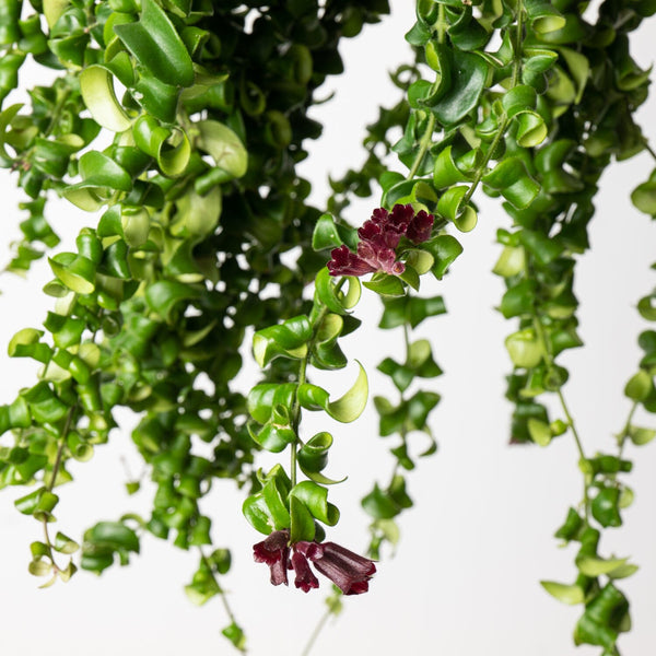 Aeschynanthus Care Guide