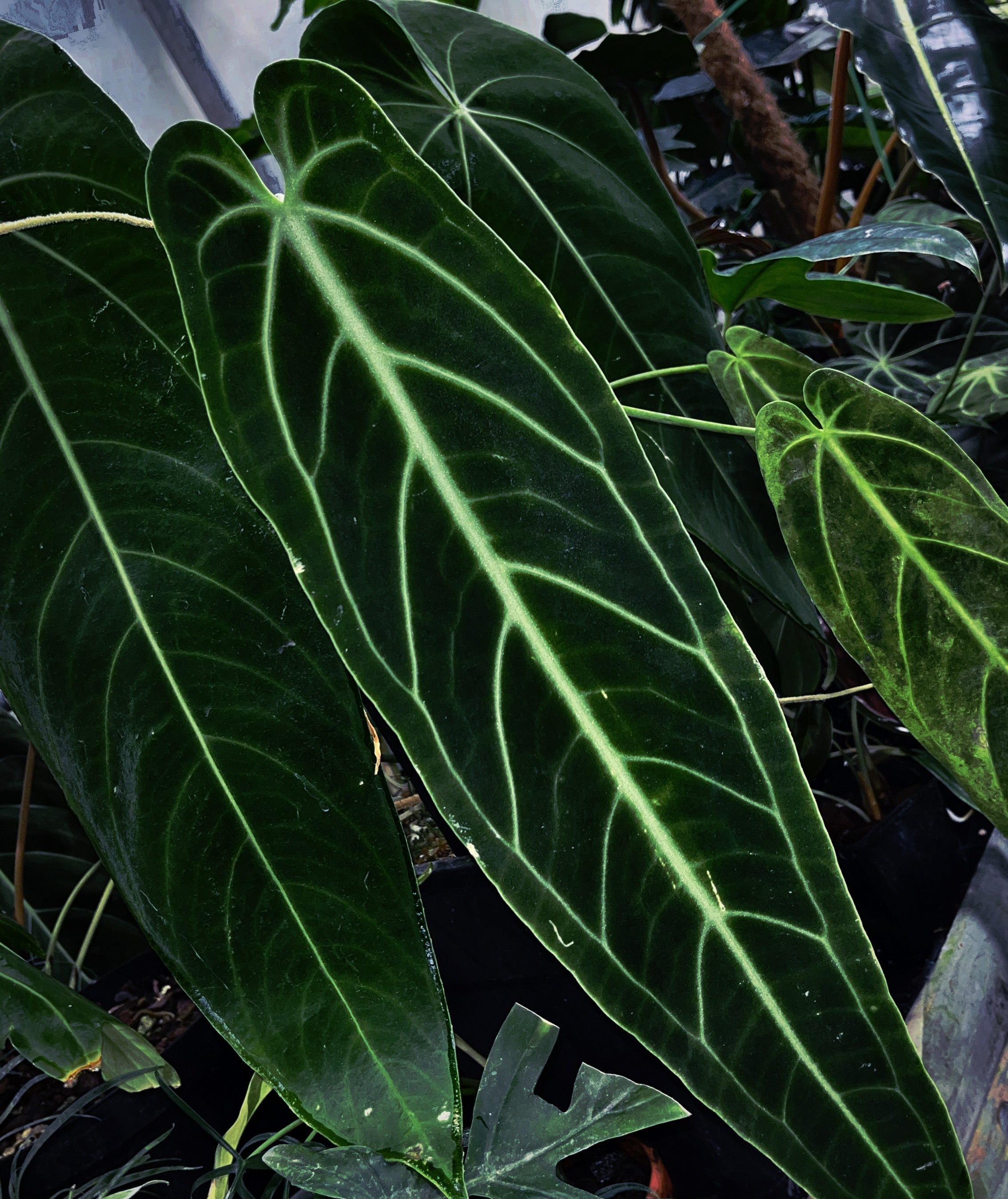 Anthurium warocqueanum | Grow Tropicals