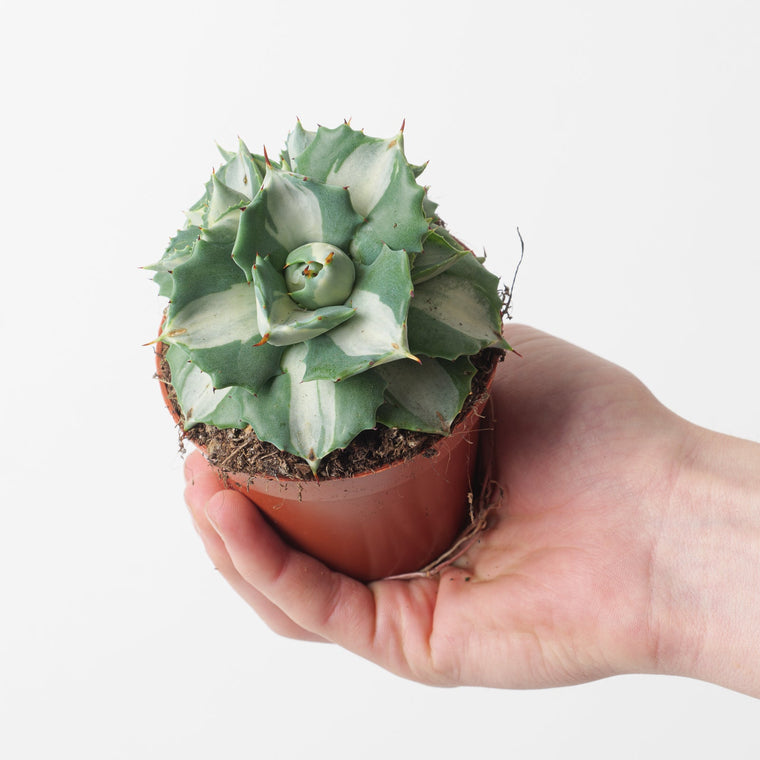 Agave Care Guide