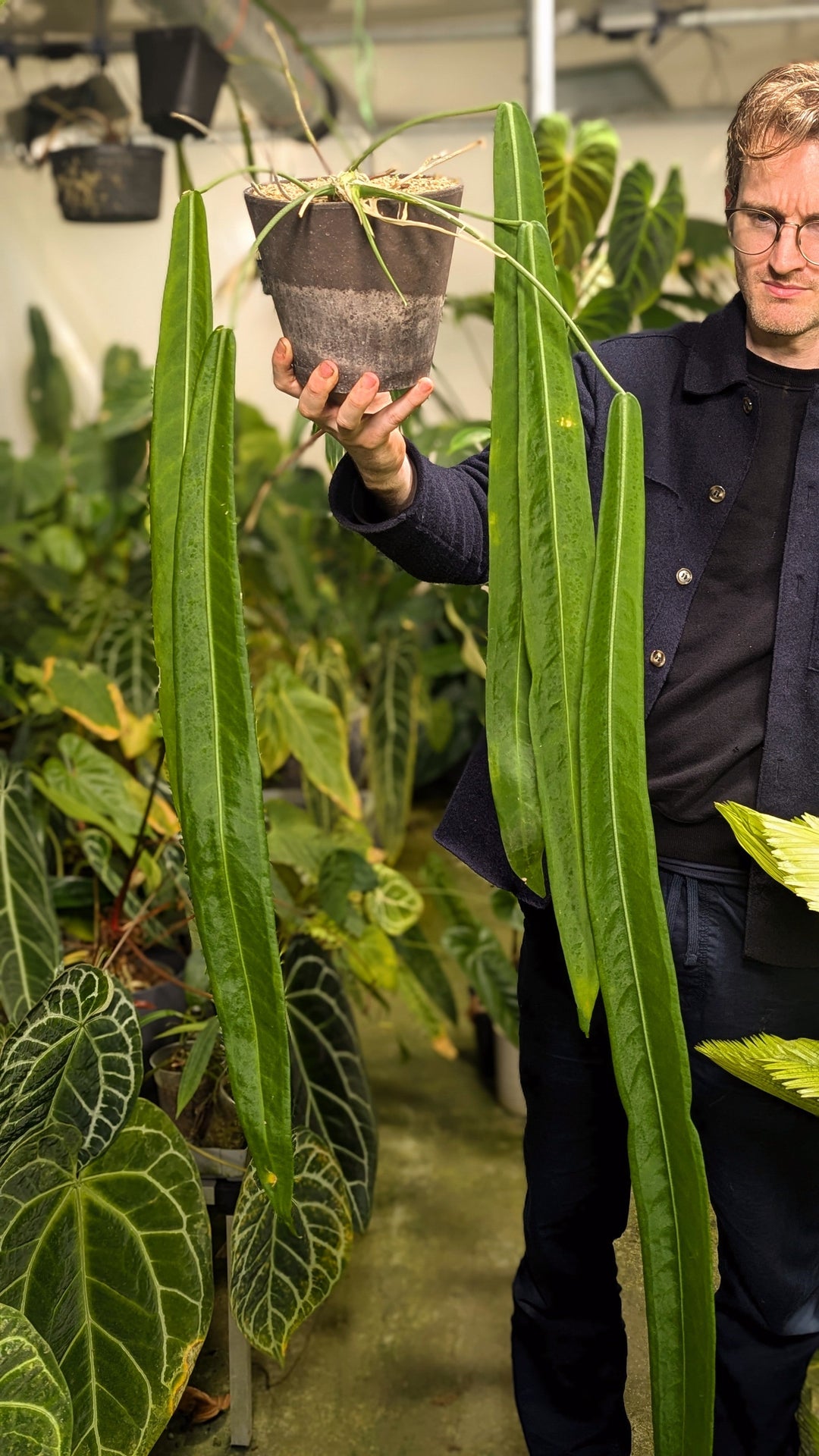 anthurium plant at growtropicals