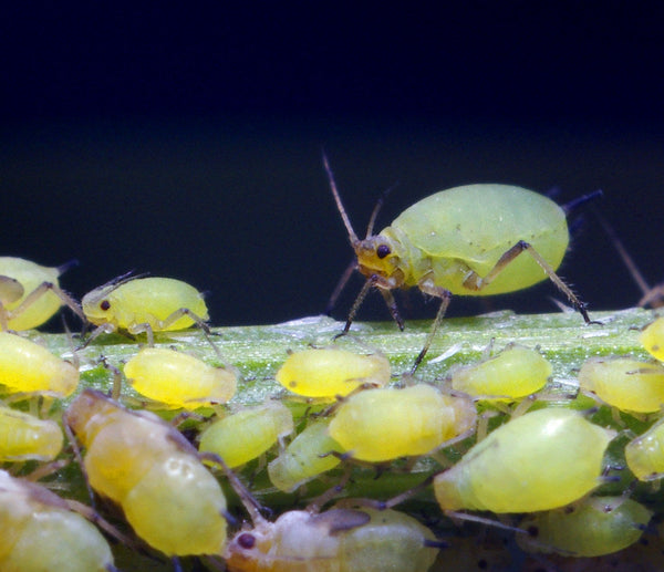 Aphids on Your Houseplants? Here's How to Manage Them
