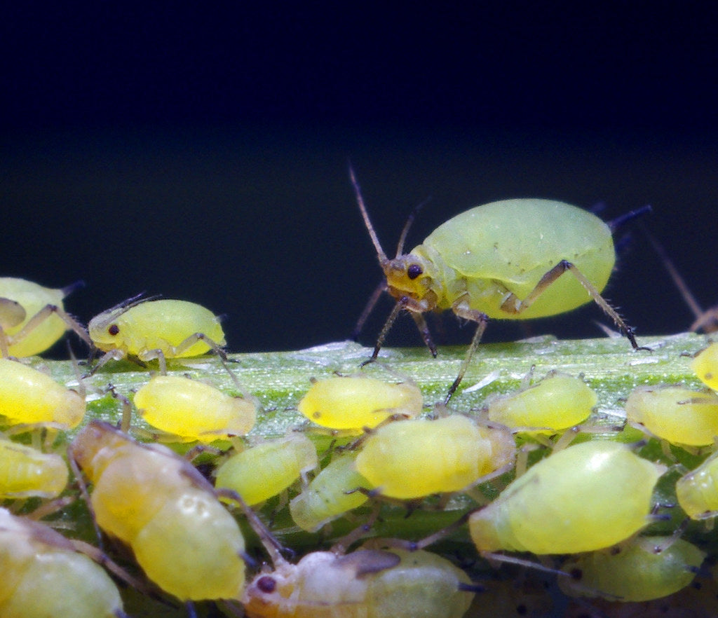 Aphids on Your Houseplants? Here's How to Manage Them