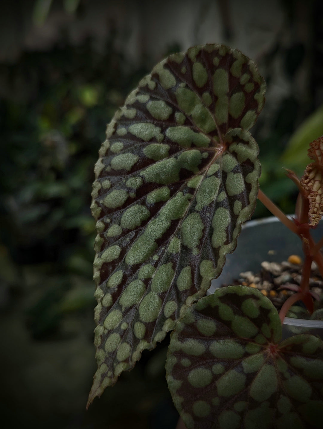 Aglaonema plant at growtropicals