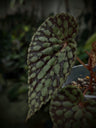 Begonia Care Guide