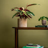 Calathea Care Guide