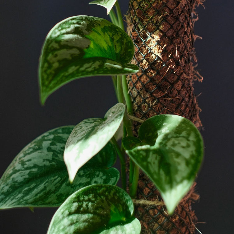 Scindapsus Care Guide
