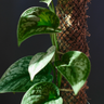 Scindapsus Care Guide