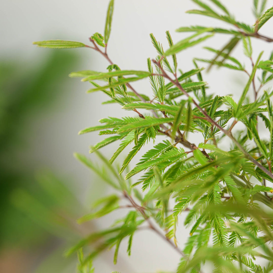 Winter Interest Plants for UK Gardens