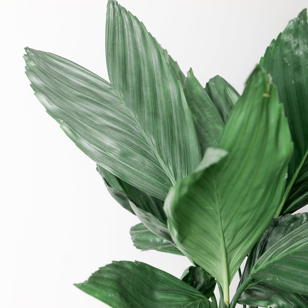 Chamaedorea Care Guide