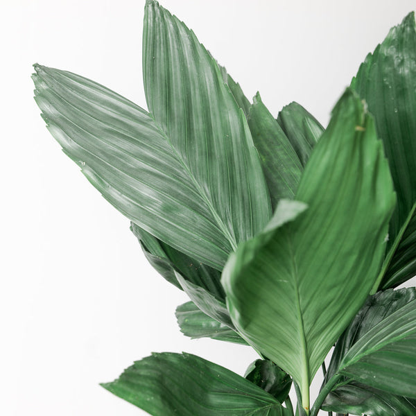 Chamaedorea Care Guide