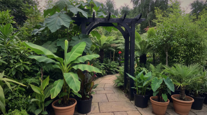 Lush tropical-style garden with a black pergola arch over a path lined with potted bananas and ferns
