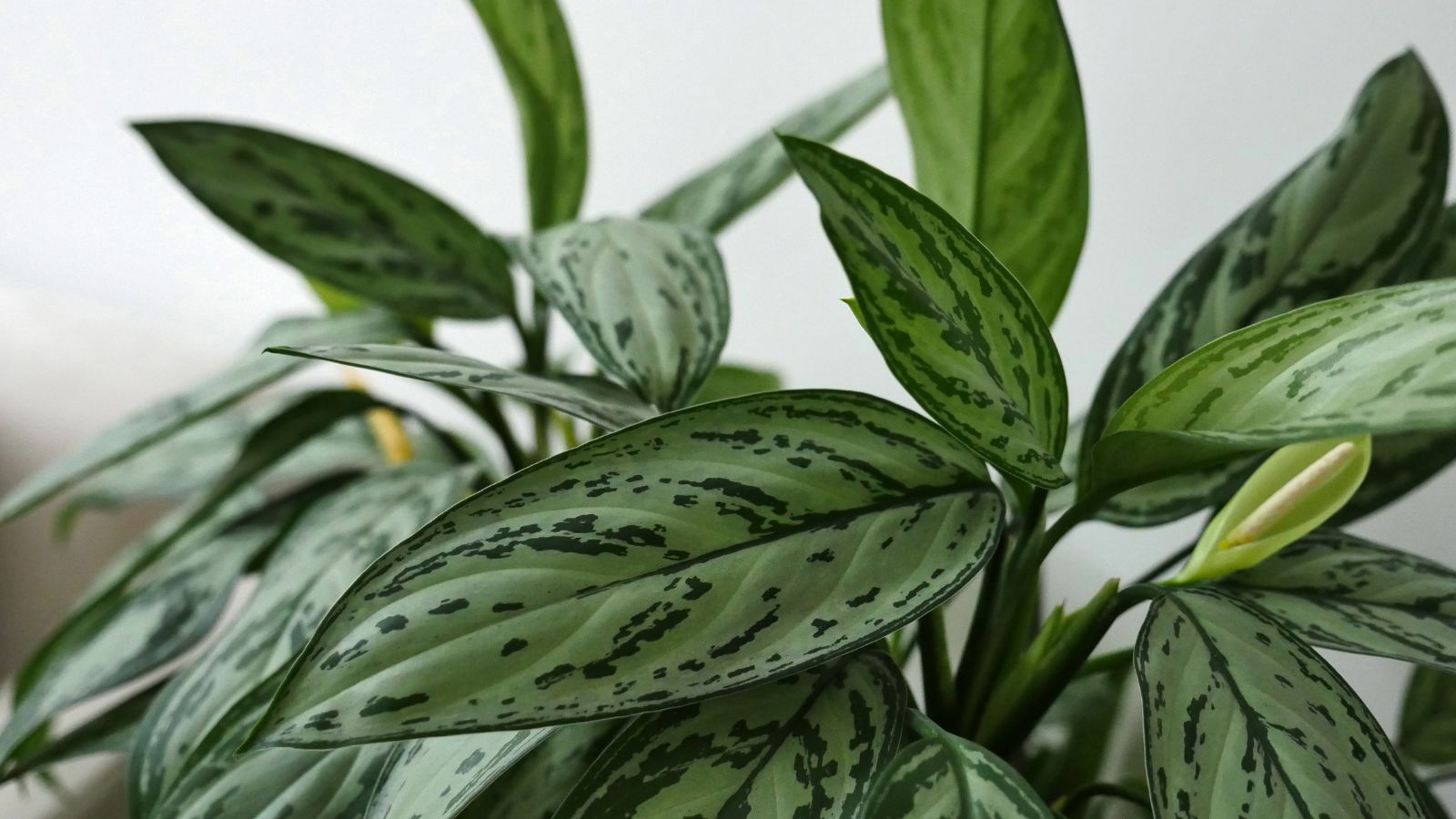 Aglaonema pictum Tricolor | Grow Tropicals Aglaonema pictum Tricolor | Grow Tropicals