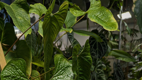 It's All Greek (& Latin) to Me! How Do Houseplants Get Their Latin and Common Names?
