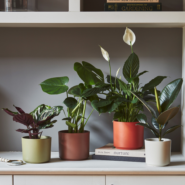 The Best Gifts For Houseplant Lovers (Delivered Right To Their Door!)