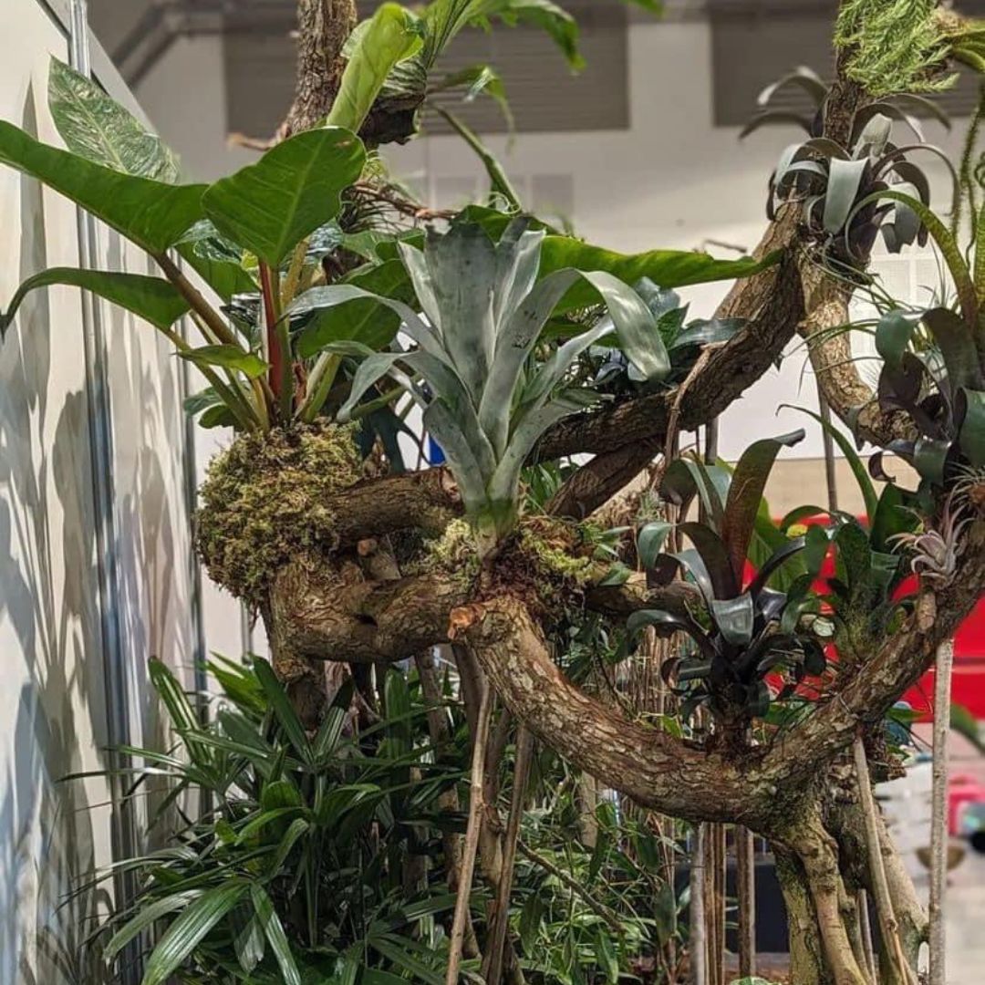 Bromeliad Care Guide