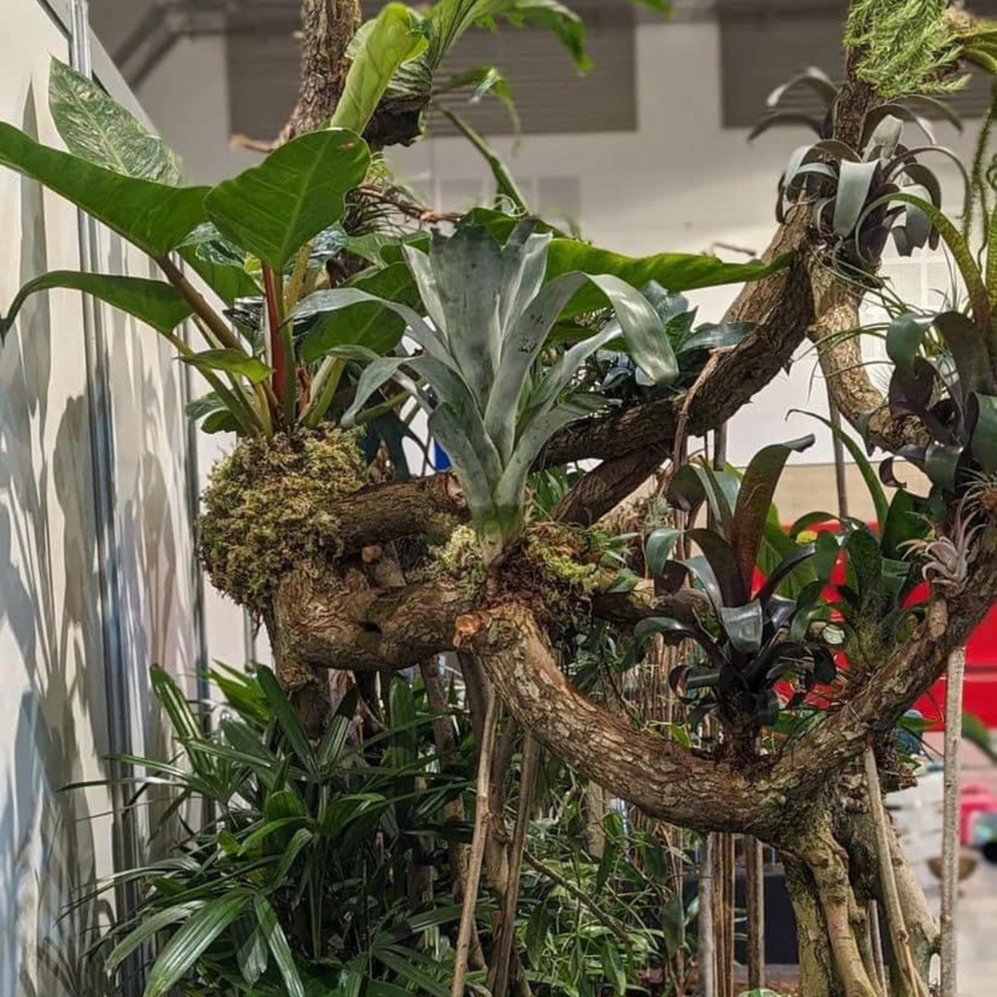 Bromeliad Care Guide