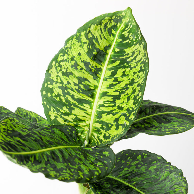 Dieffenbachia Care Guide