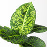 Dieffenbachia Care Guide
