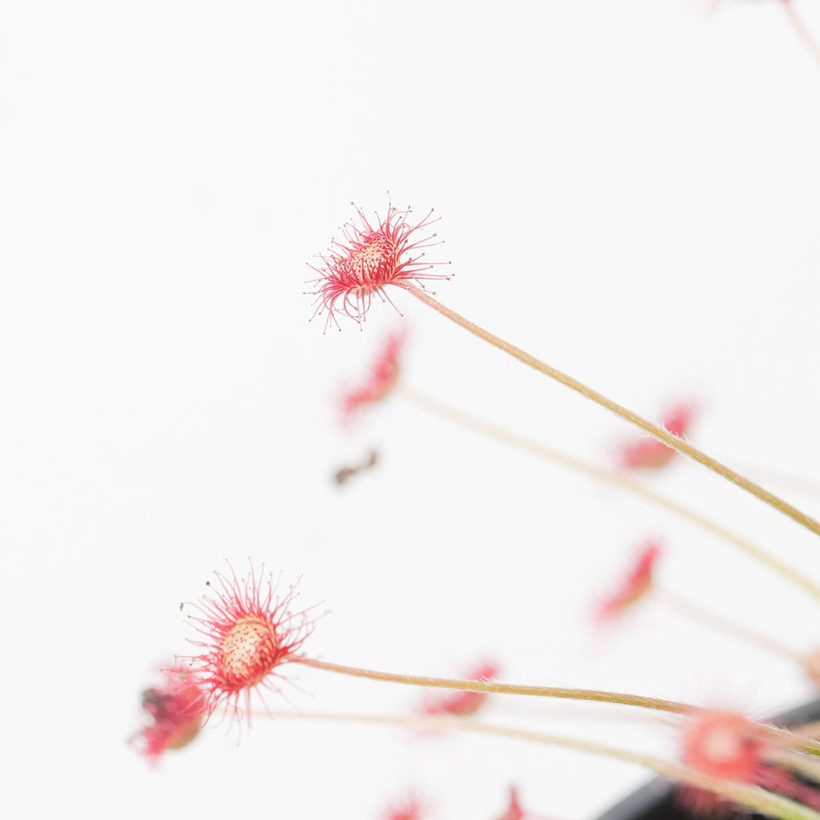 Drosera | Sundews Care Guide