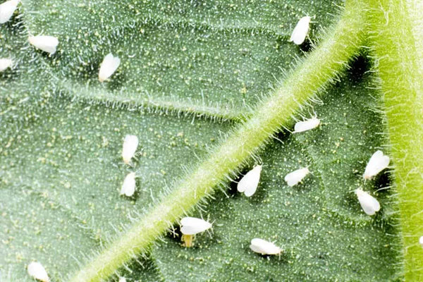 White Fly On Your Houseplants? Here's How to Deal With Them