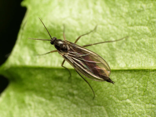 How to Get Rid of Fungus Gnats on Houseplants
