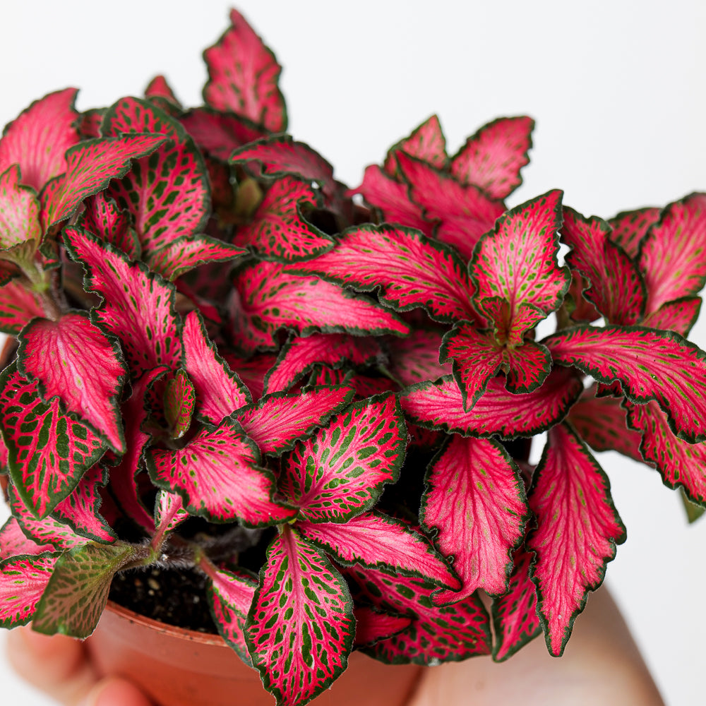 Fittonia Care Guide