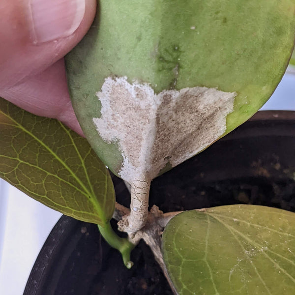 Flat Mites on Your Houseplants? Here's How to Deal With Them