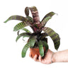 Vriesea Care Guide