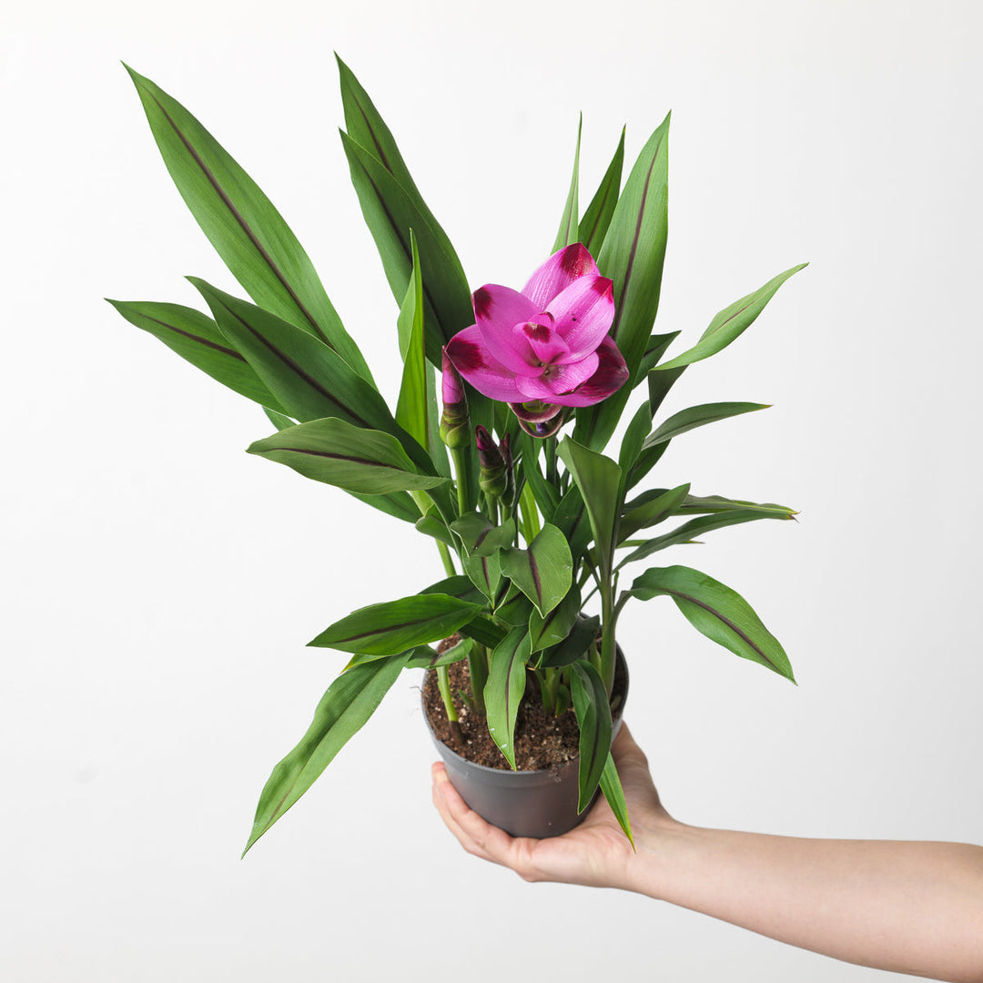 Curcuma Care Guide