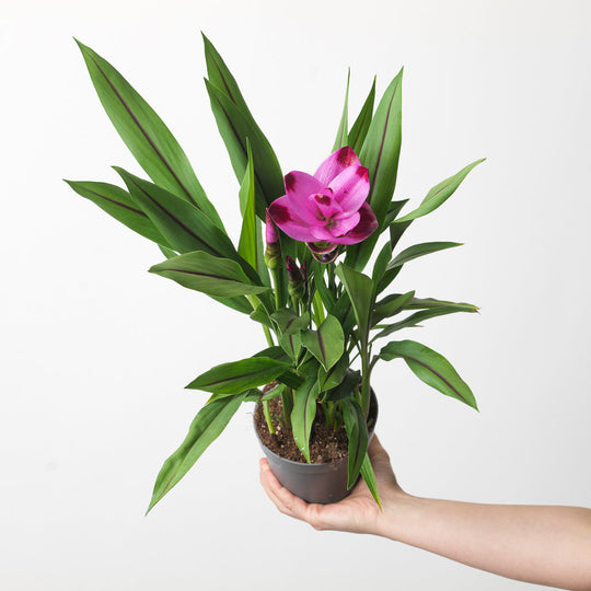 Curcuma Care Guide