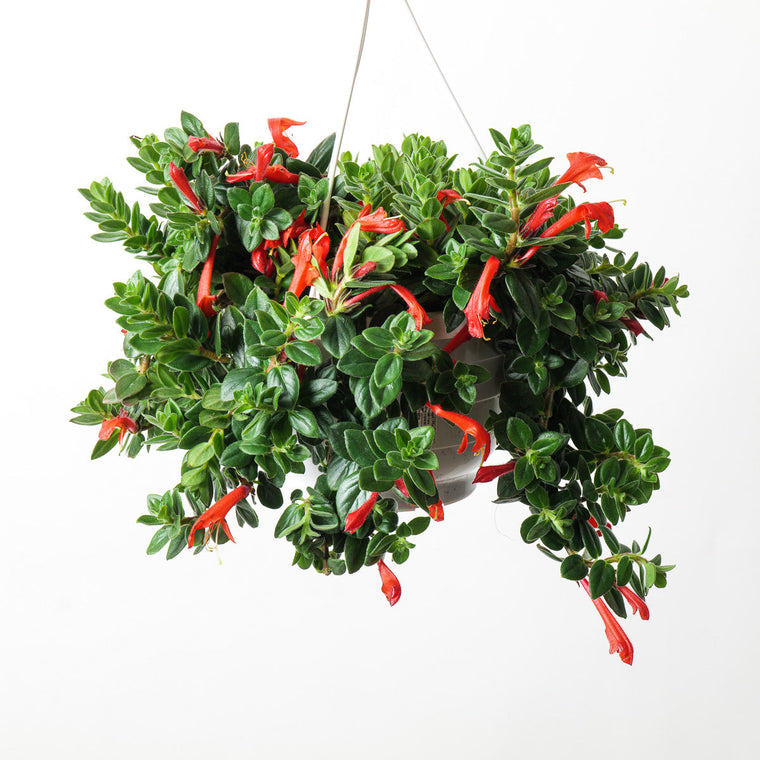 Columnea Care Guide
