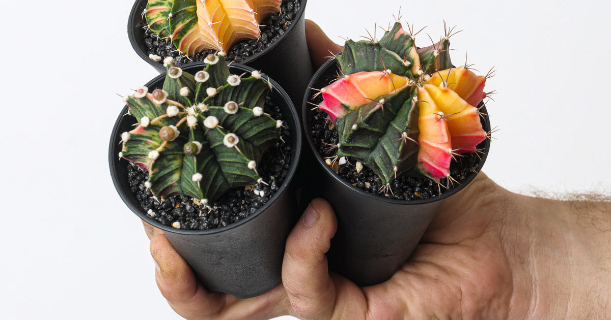 Gymnocalycium Care Guide