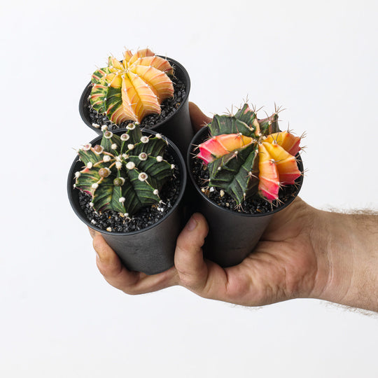 Gymnocalycium Care Guide