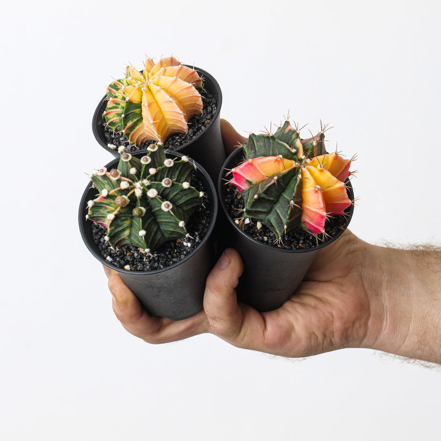 Gymnocalycium Care Guide