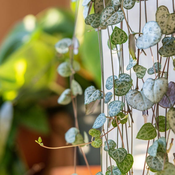 Grey Mould on Your Houseplants? Here's How to Manage Botrytis