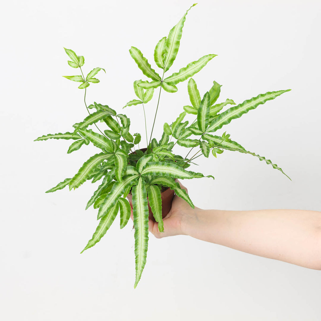 Pteris Care Guide