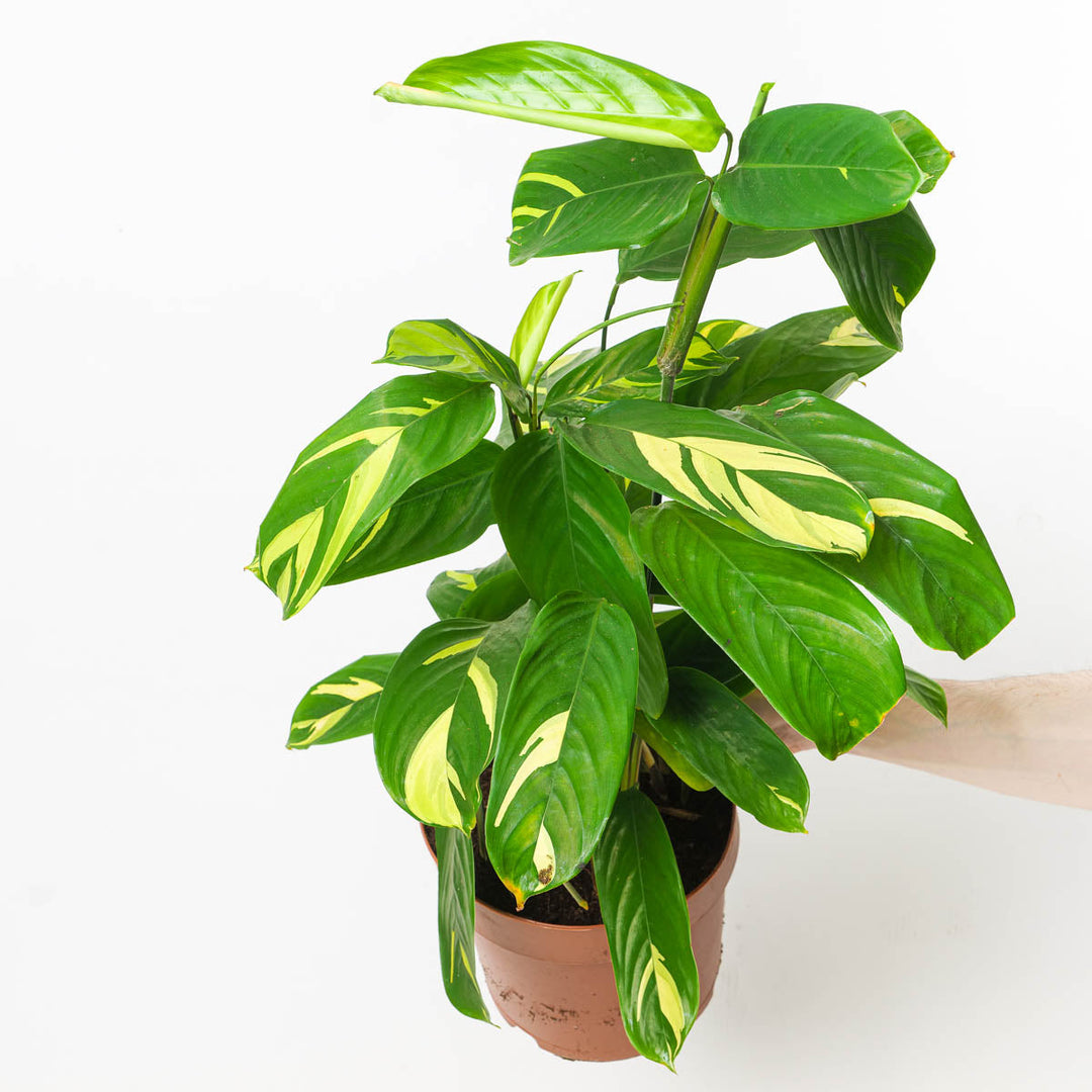 Ctenanthe Care Guide