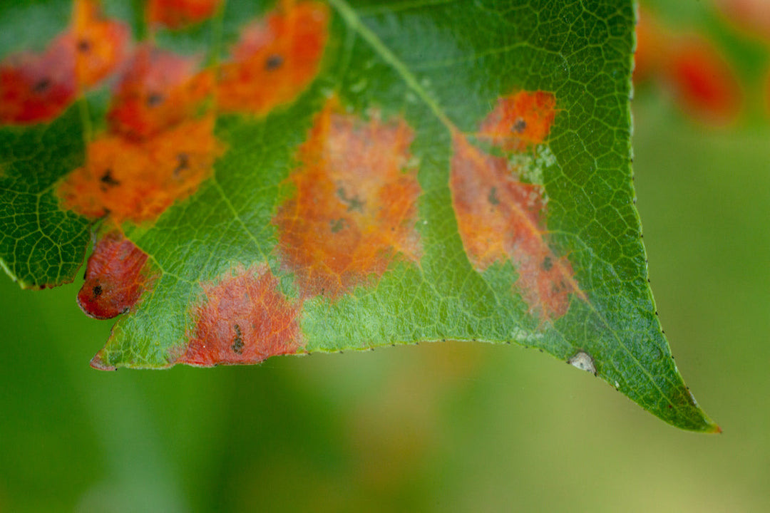 Rust on Your Houseplants? Here's How to Manage It