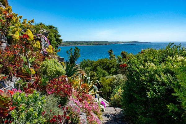 Best Outdoor Plants for British Coastal Gardens