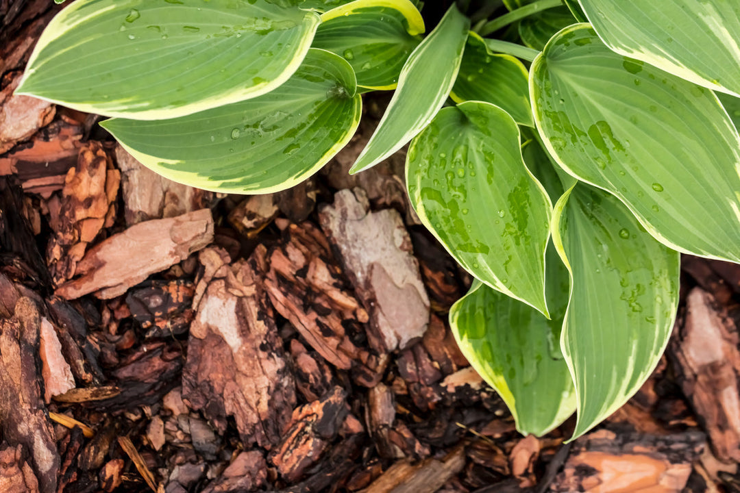 Mulching Outdoor Exotic Plants: A UK Garden Guide