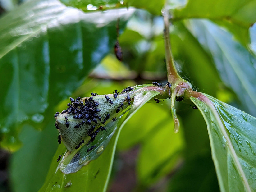Ants on Your Houseplants? Here's How to Deal With Them
