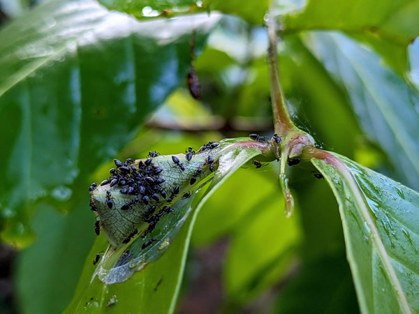 Ants on Your Houseplants? Here's How to Deal With Them